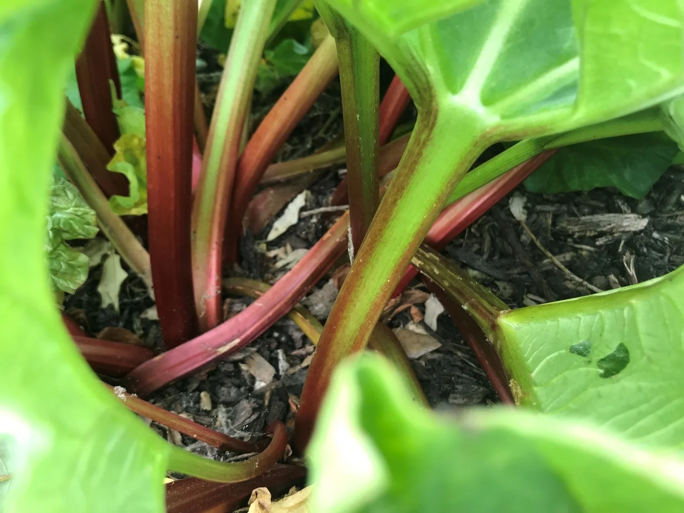 Rhubarb 3.jpg