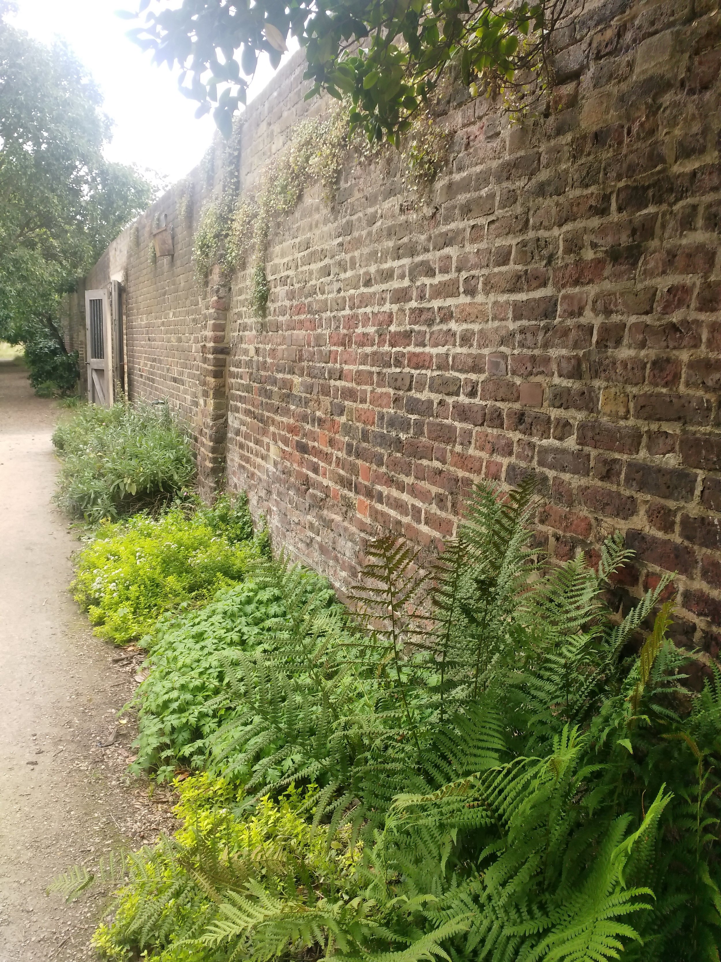 Toadflax is seen on the north exterior wall of the Walled garden, seen two thirds from the top of the wall in this photograph