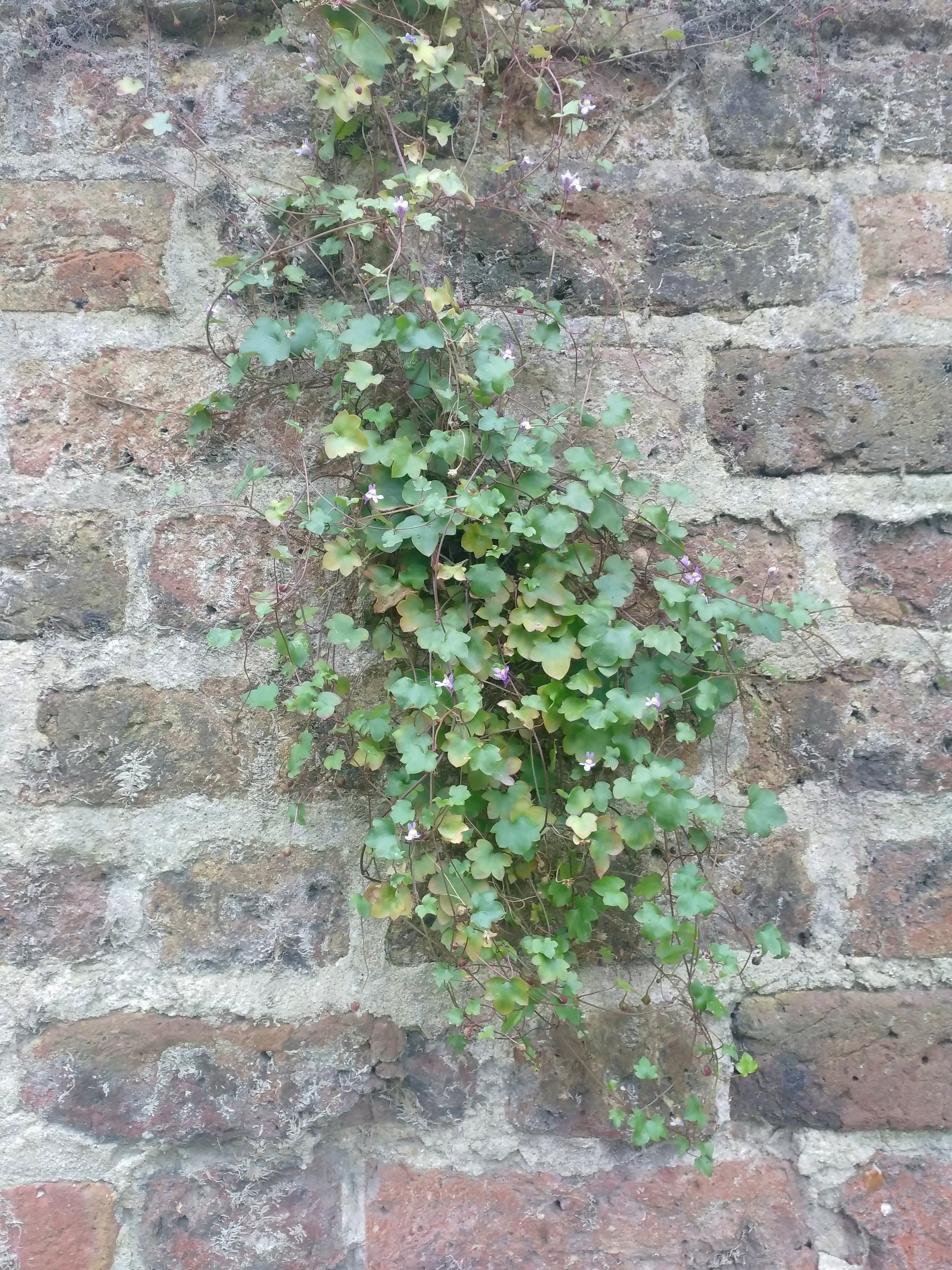 Toadflax+1.jpg