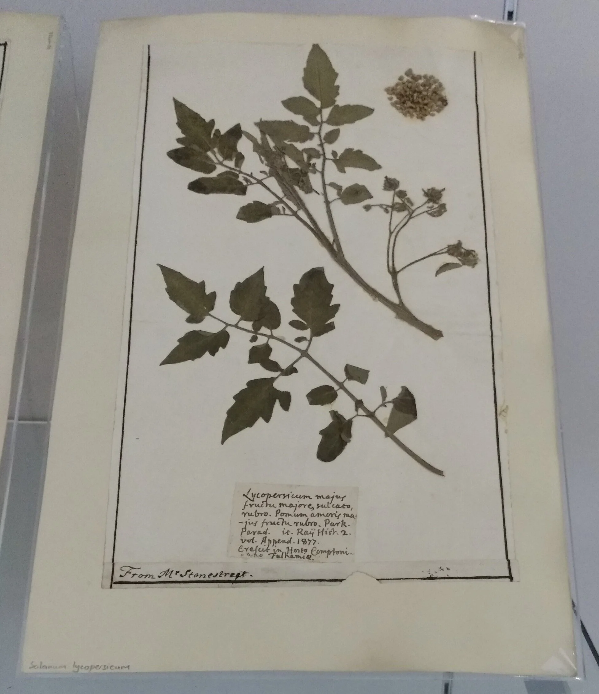 A tomato (Solanum lycopersicum) from Bishop Compton’s garden at Fulham Palace.