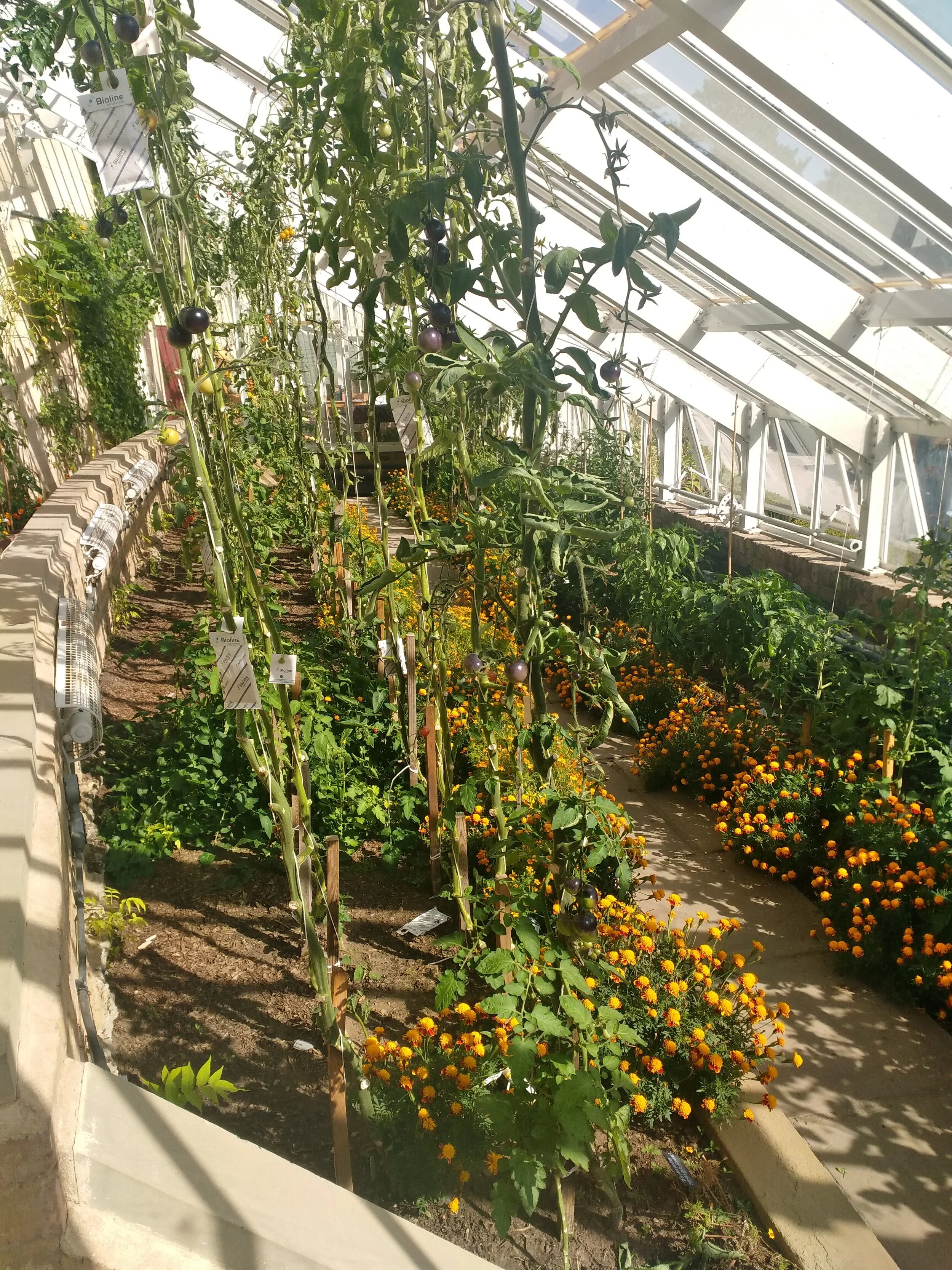 Tomatoes growing in the vinery at the Palace this September