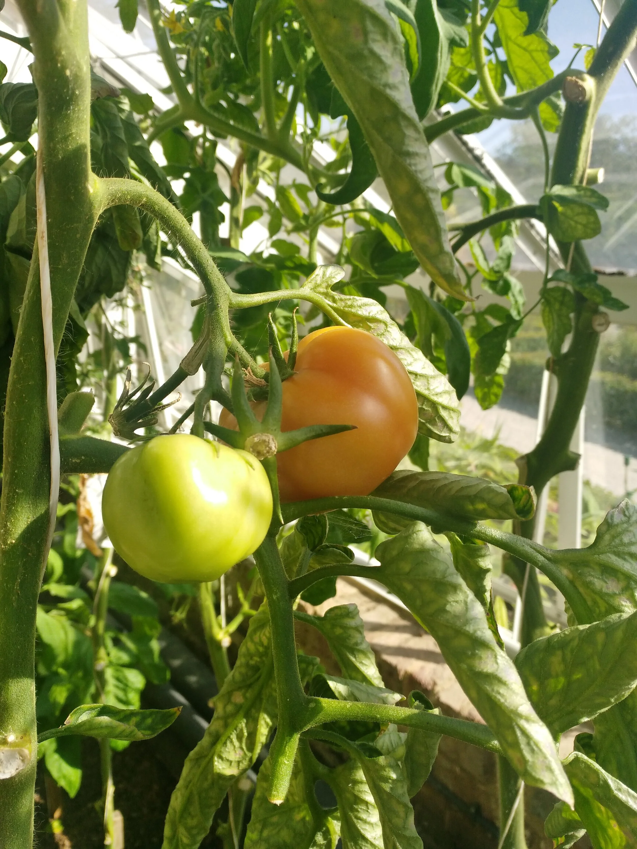 The ‘Big League’ variety of tomatoes growing in the vinery at the Palace amongst a whole host of other popular varieties.