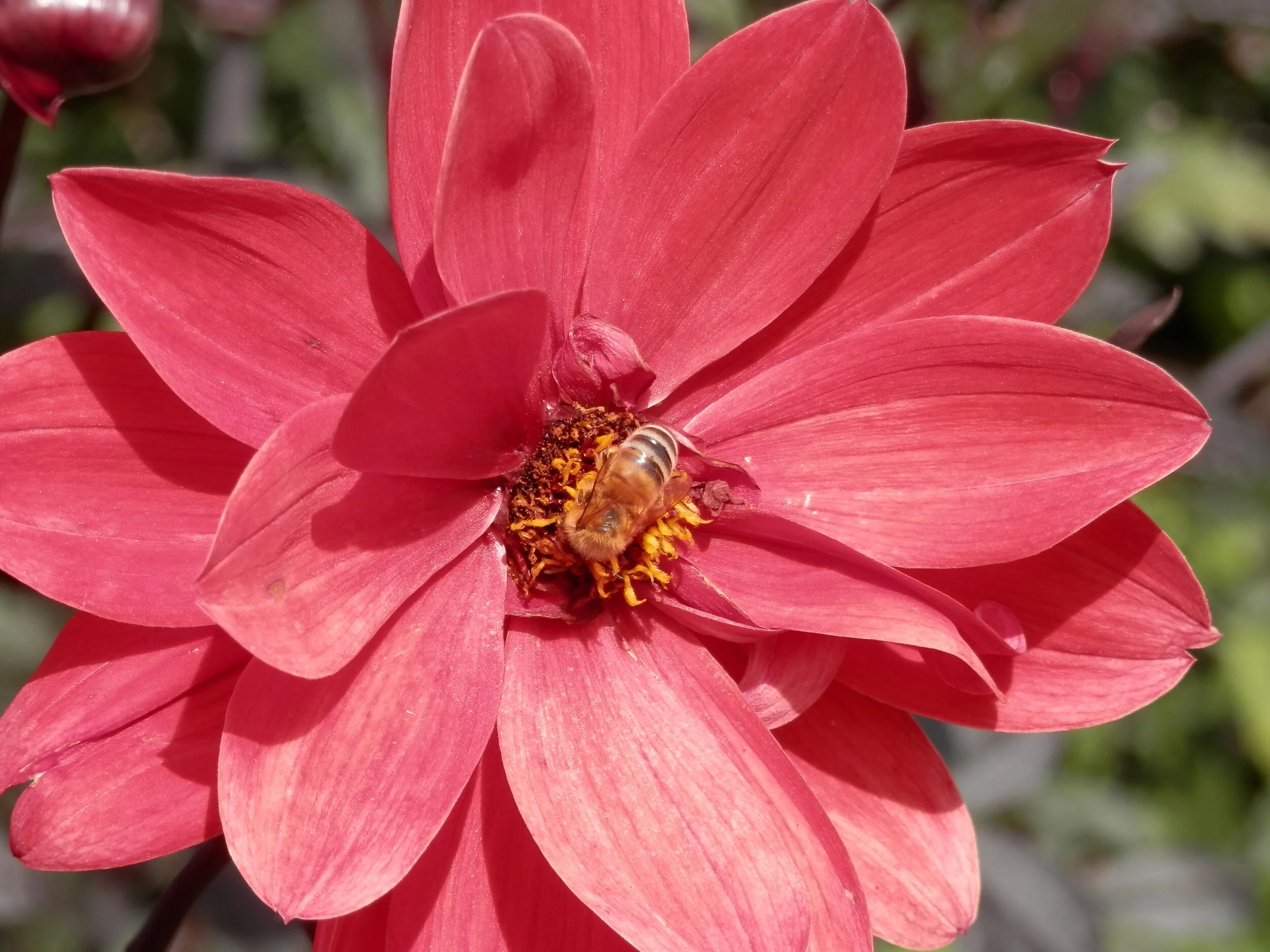 Striking photo of a dahlia and wasp captured by Lucetta
