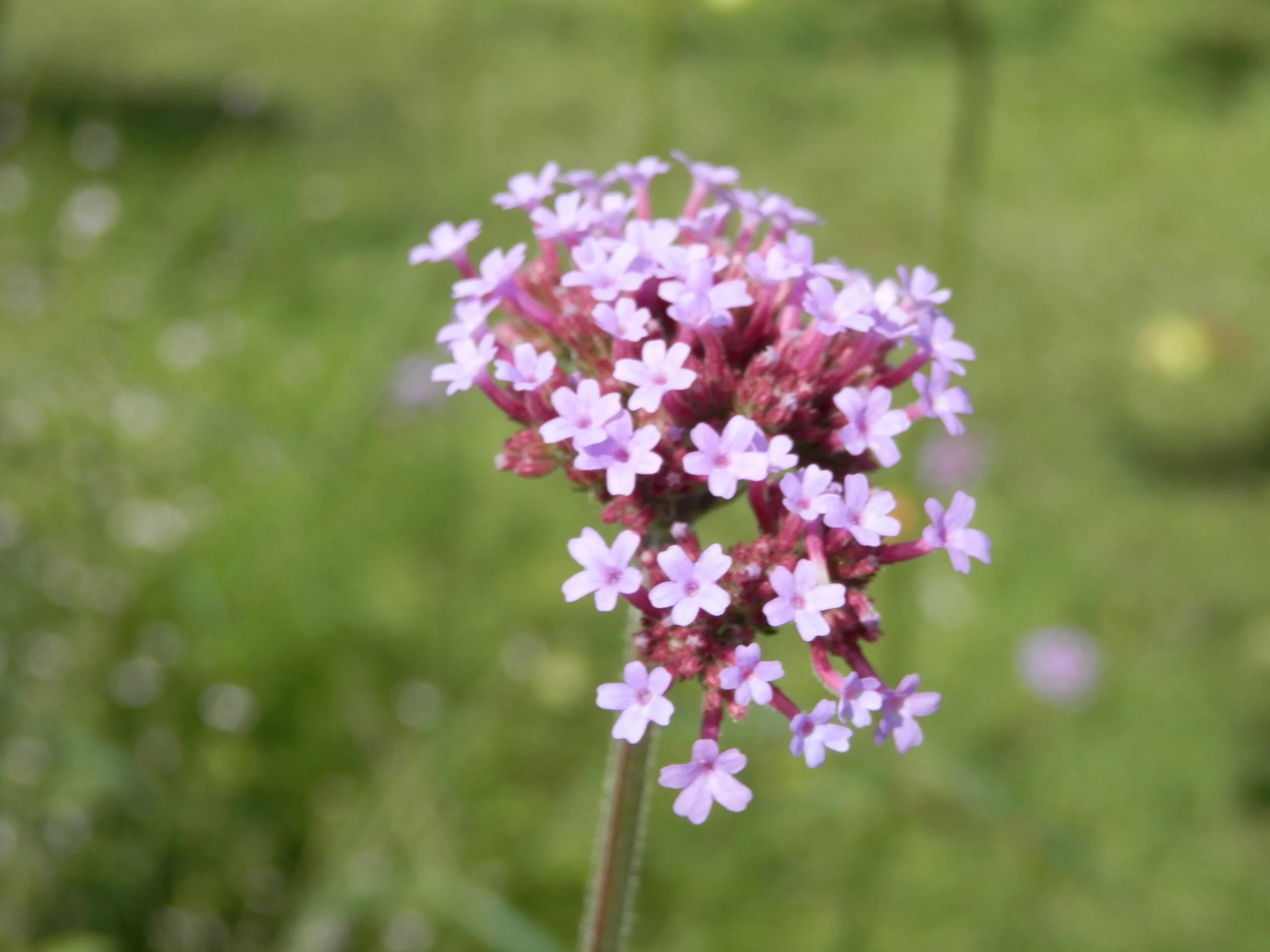 A verbena enjoying the sunshine at Fulham Palace, photo by Lucetta