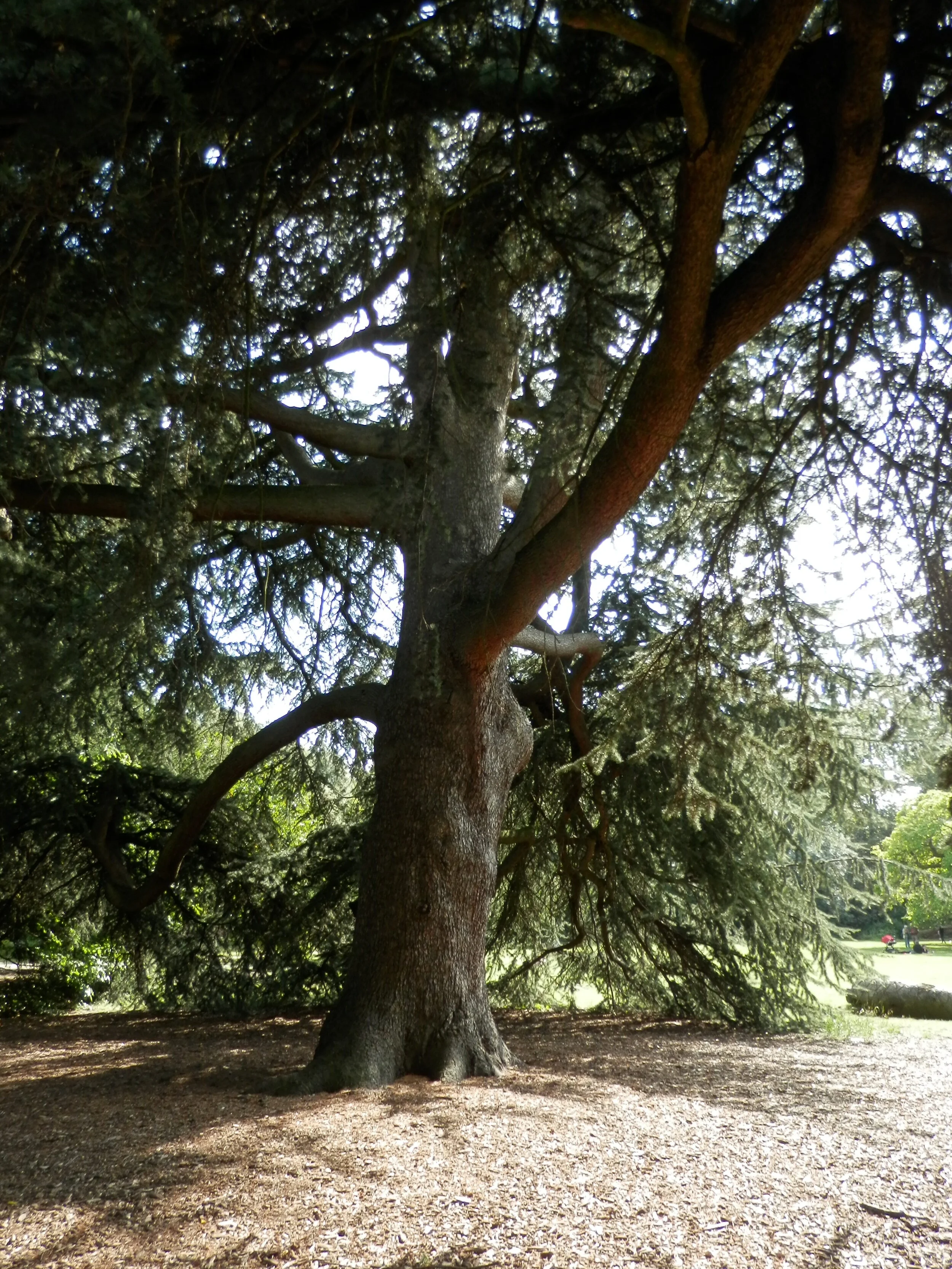 One of the many enchanting trees at Fulham Palace