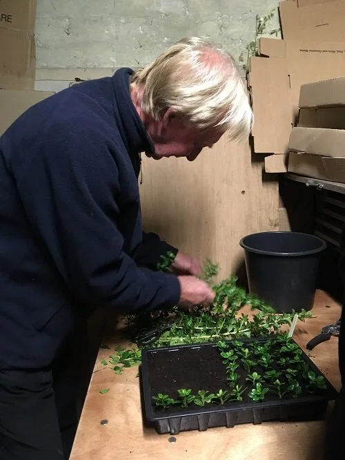George with the new cuttings