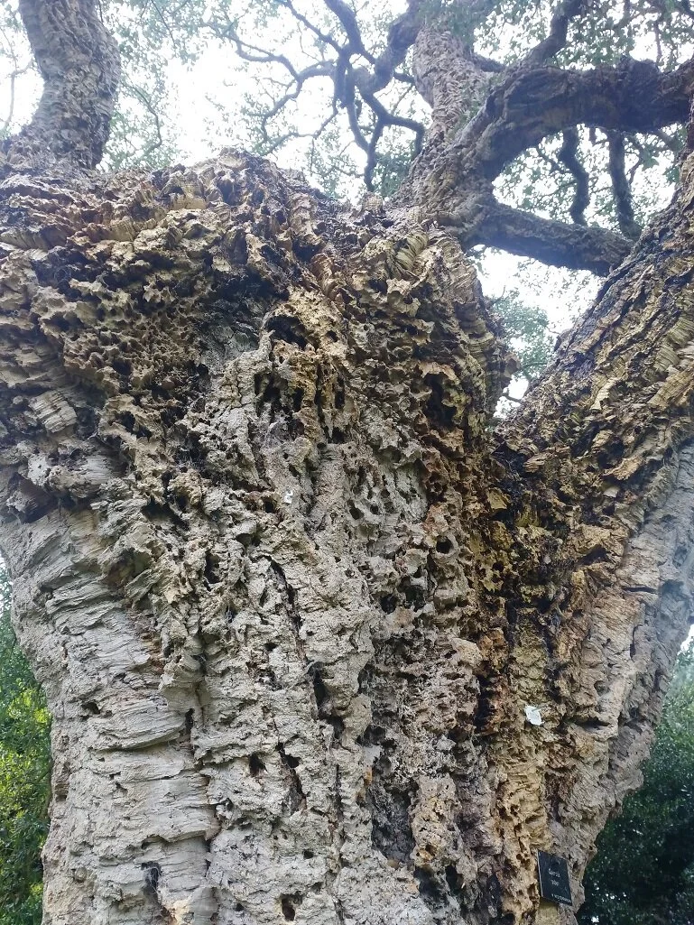 Corking cork tree.jpg