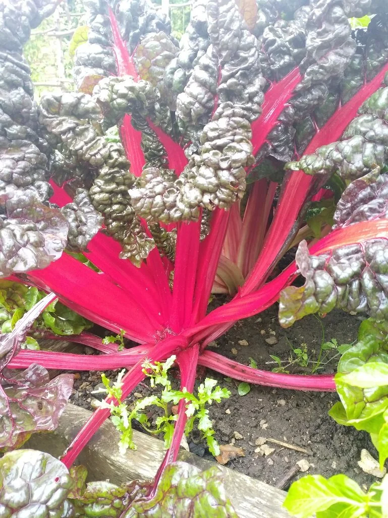 Electric chard.jpg