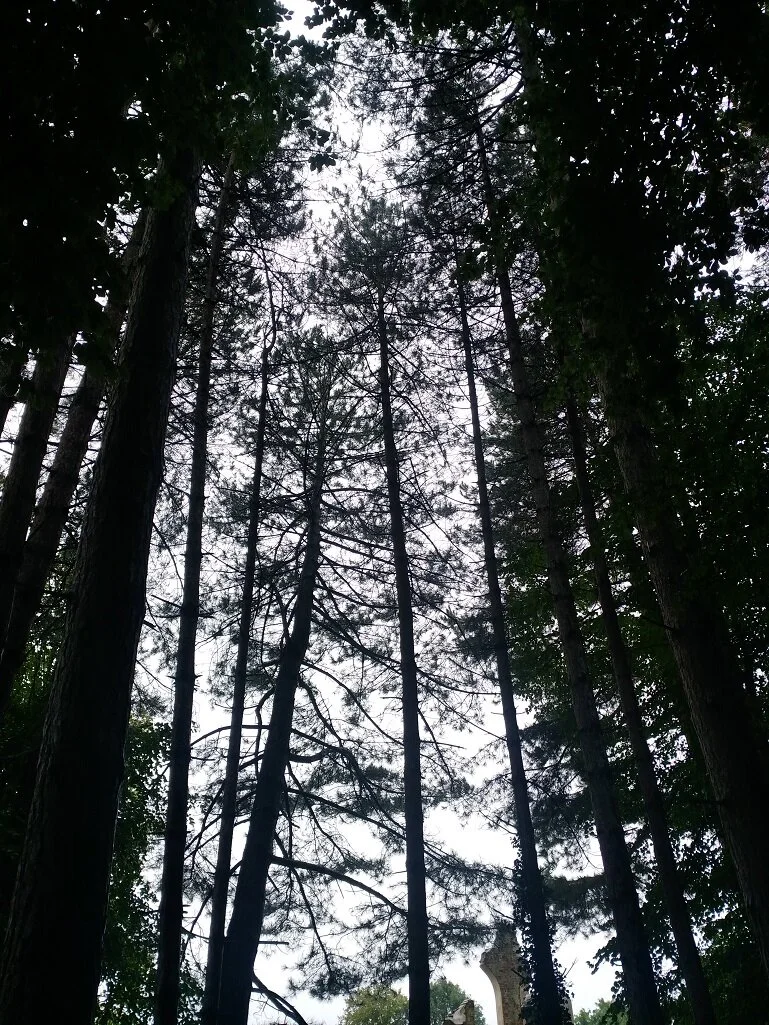 Epic trees.jpg