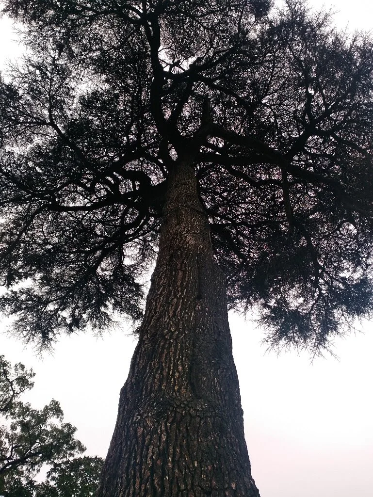 Terrific tree.jpg