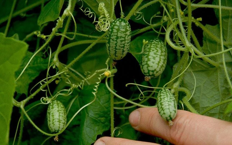 Cucamelons are one of the many plants grown in the vinery at Fulham Palace