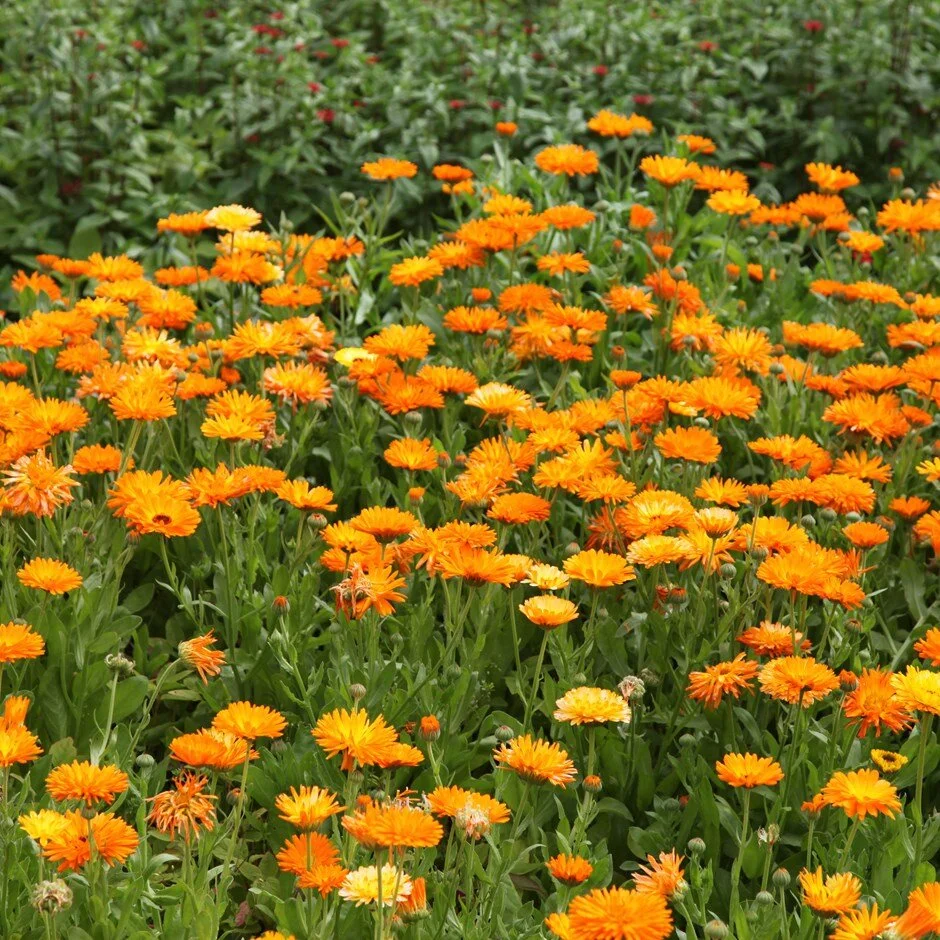 A sea of calendula officinalis, common marigolds, in flower