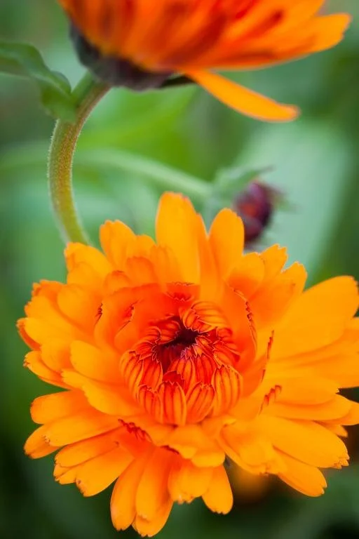 Calendula officinalis ‘Indian Prince‘