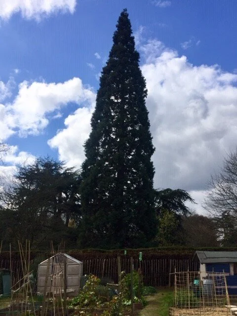 Wellingtonia, as seen from the allotments
