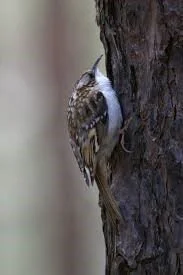 Treecreeper