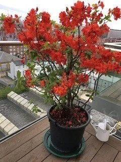 Simon’s azalea in full bloom