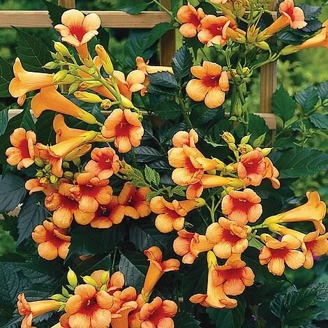 A close up of the wonderful climber Campsis