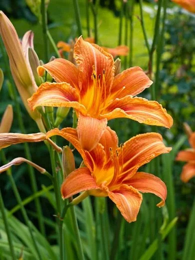A blooming day lily