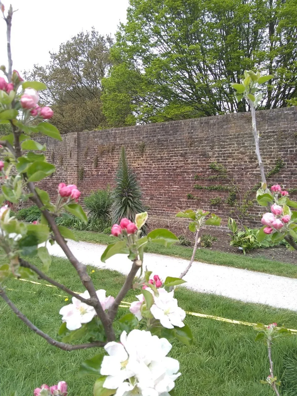 Apple Blossoms in the Garden