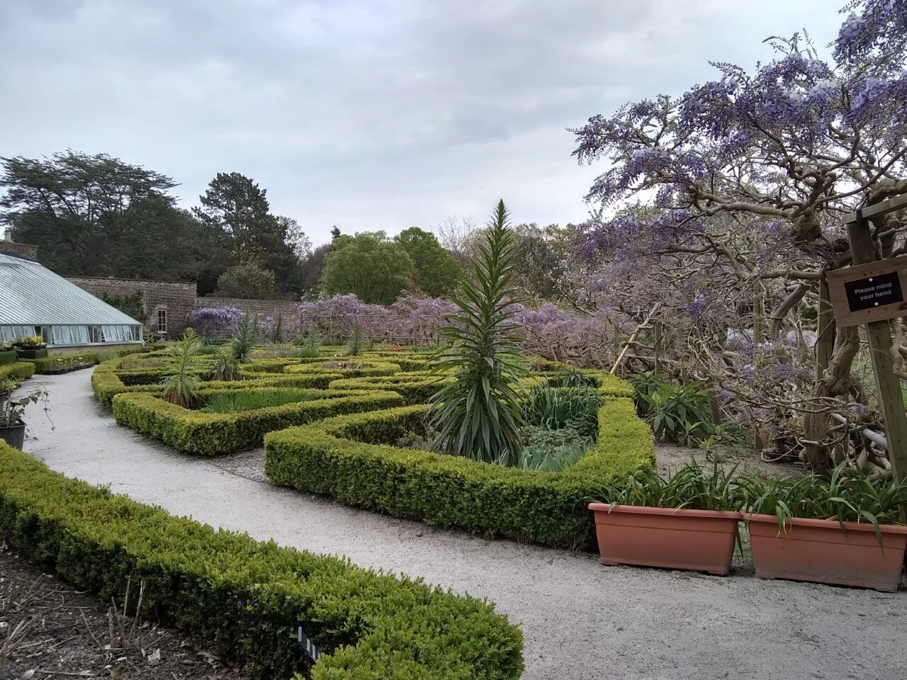 The wisteria is blooming in the Walled Garden.