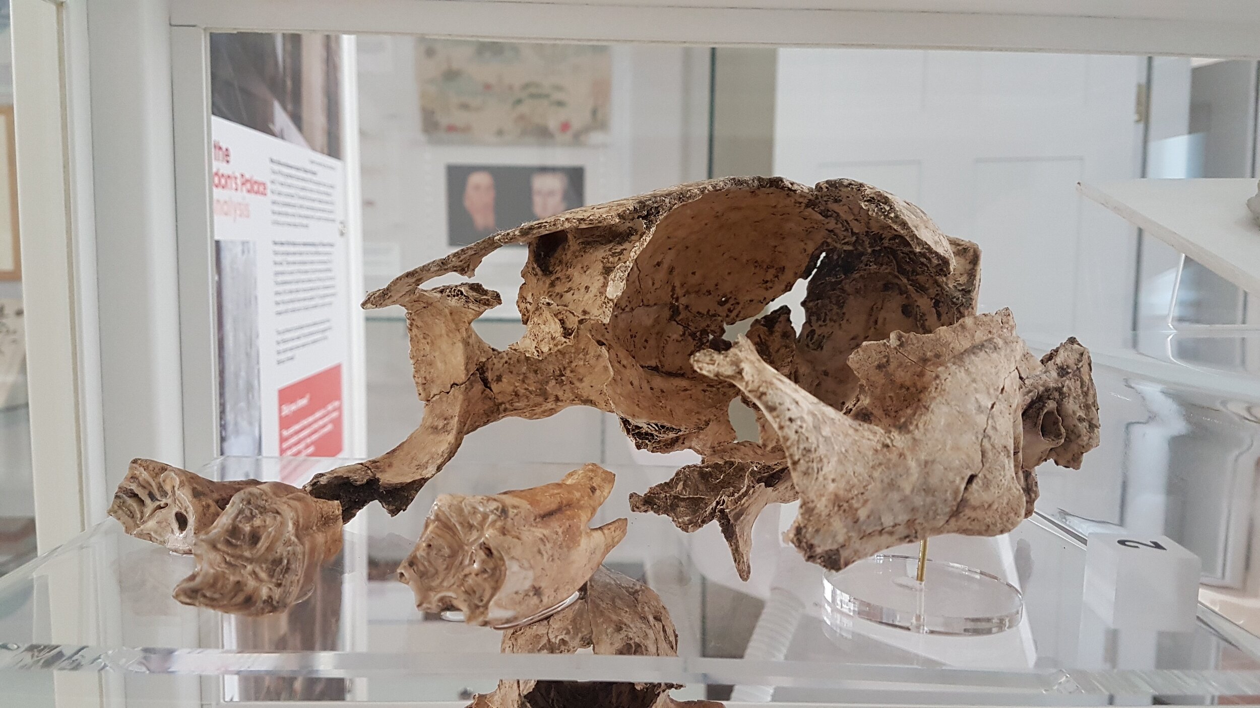 Roman horse skull.jpg