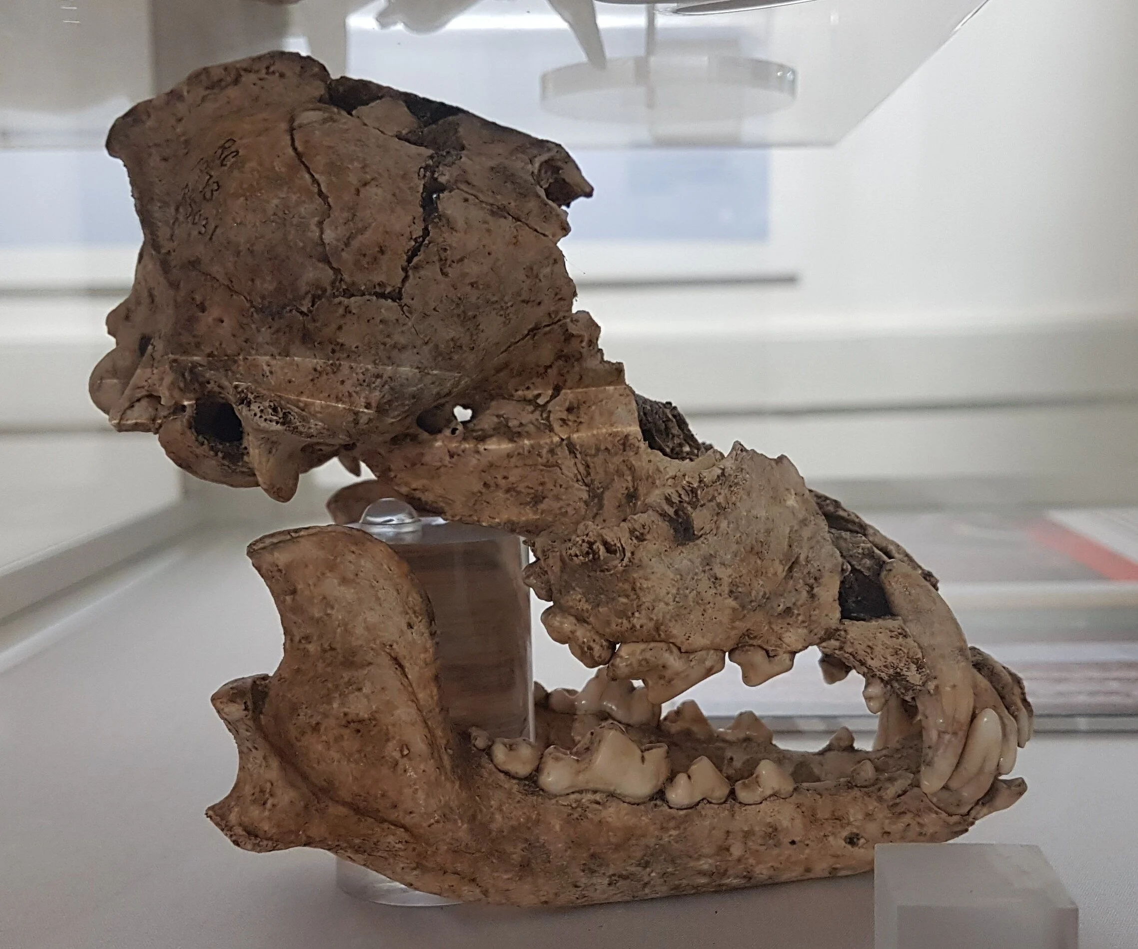 Roman dog skull (2).jpg