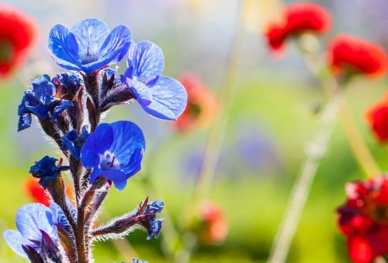 fulham-palace-blue-and-red-flowers-knot-garden-copyright-matthew-bruce.jpg