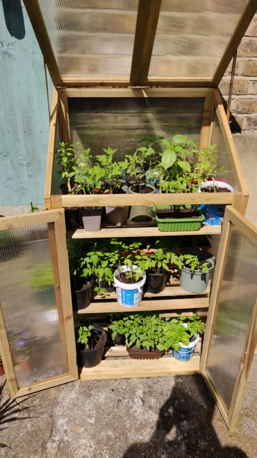 Nicola’s Small Tomato Army