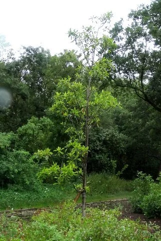 The newly planted Magnolia Virginiana