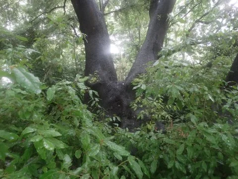The Holm Oak, taken through the rain last Thursday