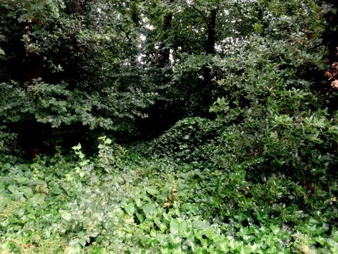 The undergrowth through which the tree surveyors have to make their way