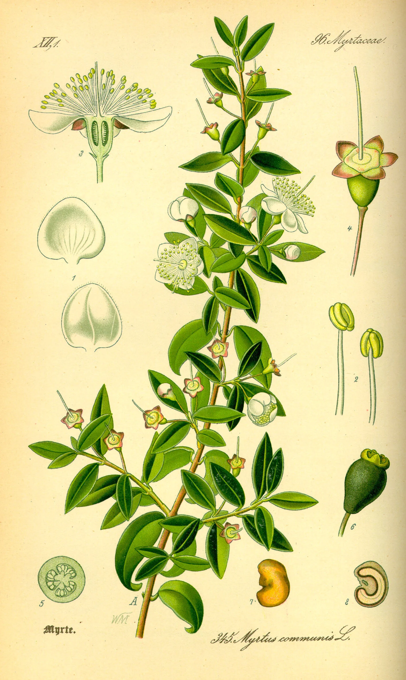 Myrtus communis, from the family Myrtaceae. Illustration book source: Prof. Dr. Otto Wilhelm Thomé,&nbsp;Flora von Deutschland, Österreich und der Schweiz,&nbsp;1885, Gera, Germany
