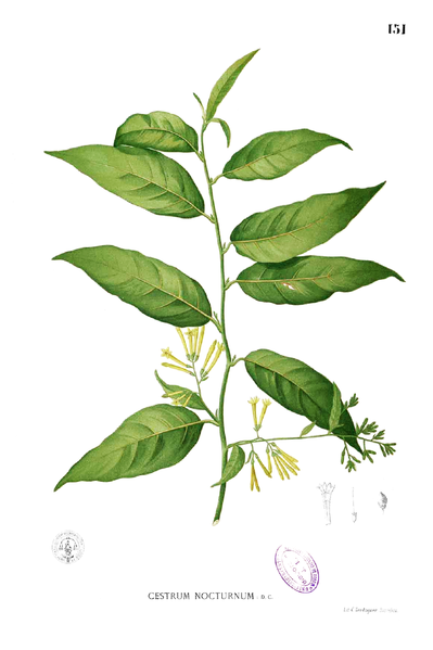 Cestrum nocturnum is also known as night-blooming jessamine, night-blooming jasmine, night-blooming cestrum, and raatrani. It is a species of Cestrum in the plant family Solanaceae (the potato family). Lady of the Night rarely blooms, only at night,…