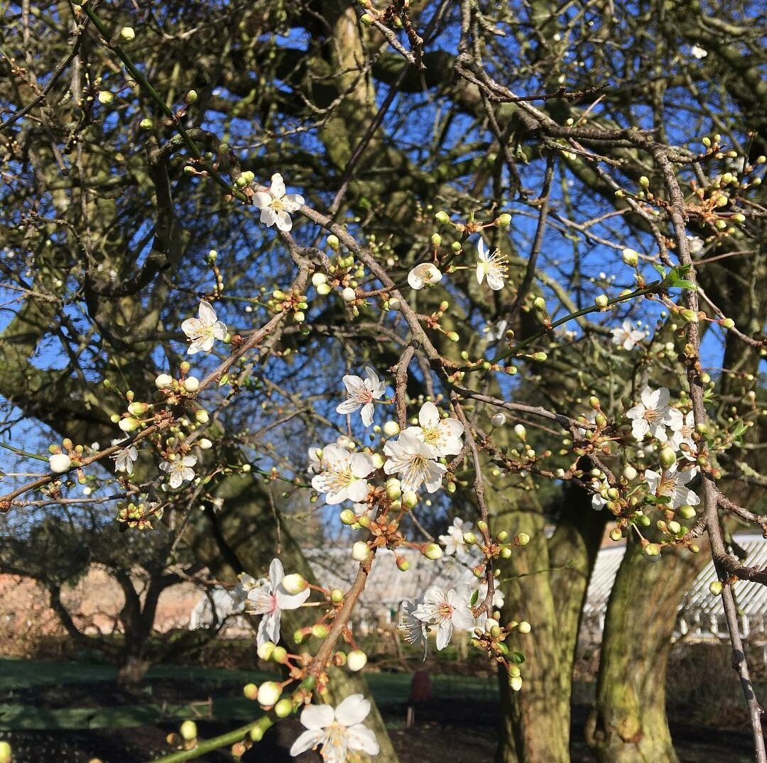 Spring blossoms in the Garden