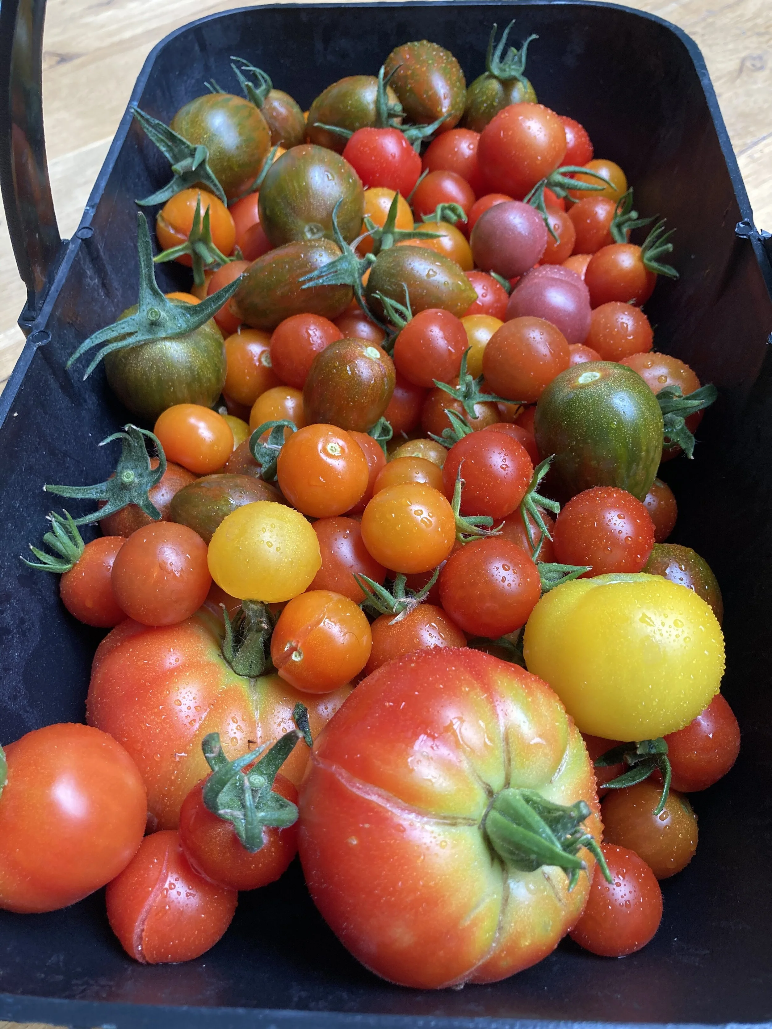 Harvested and in need of a home.