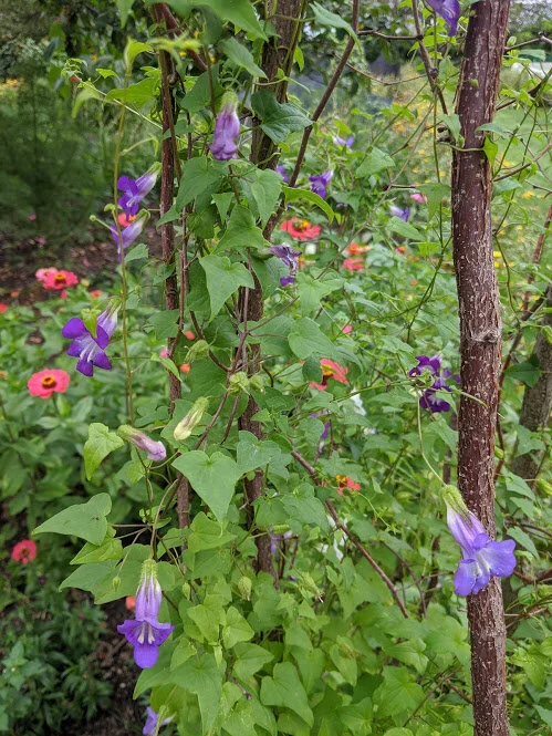A colourful floral display