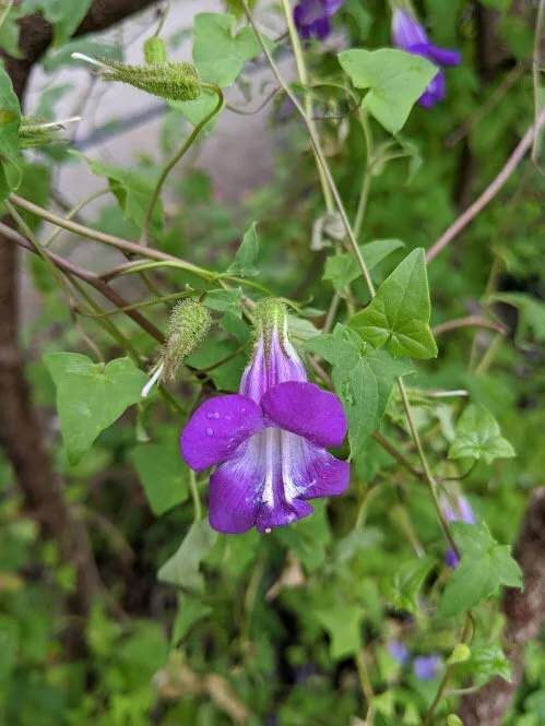 The flowers have a delicate trumpet shape but are deceptively resilient.