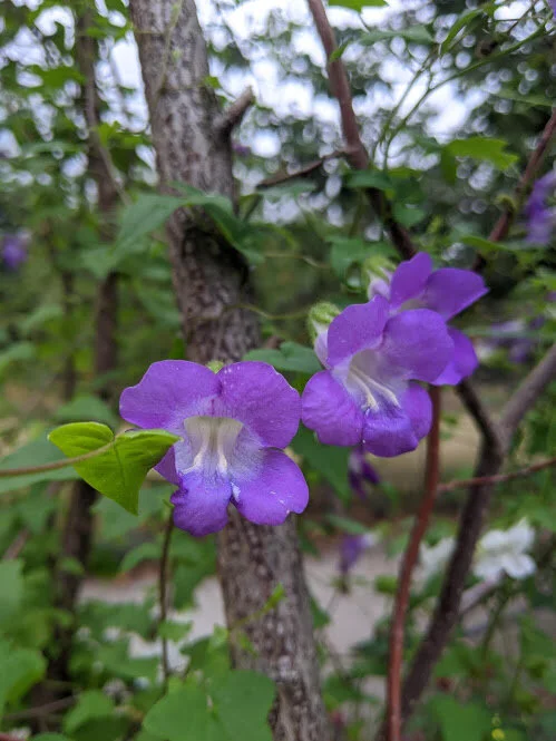 A close-up of the petals.