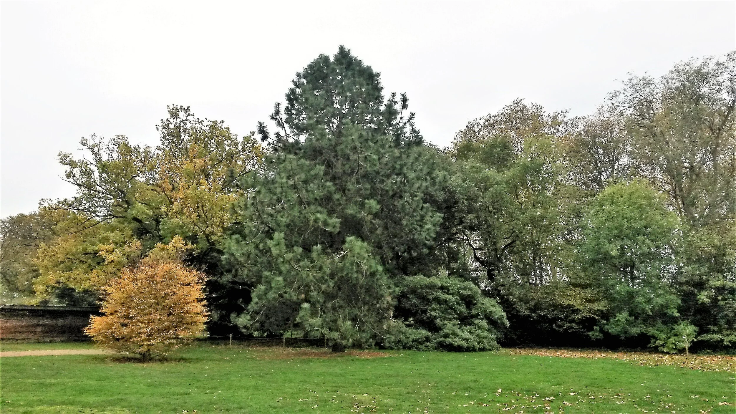 The Ponderosa Pine