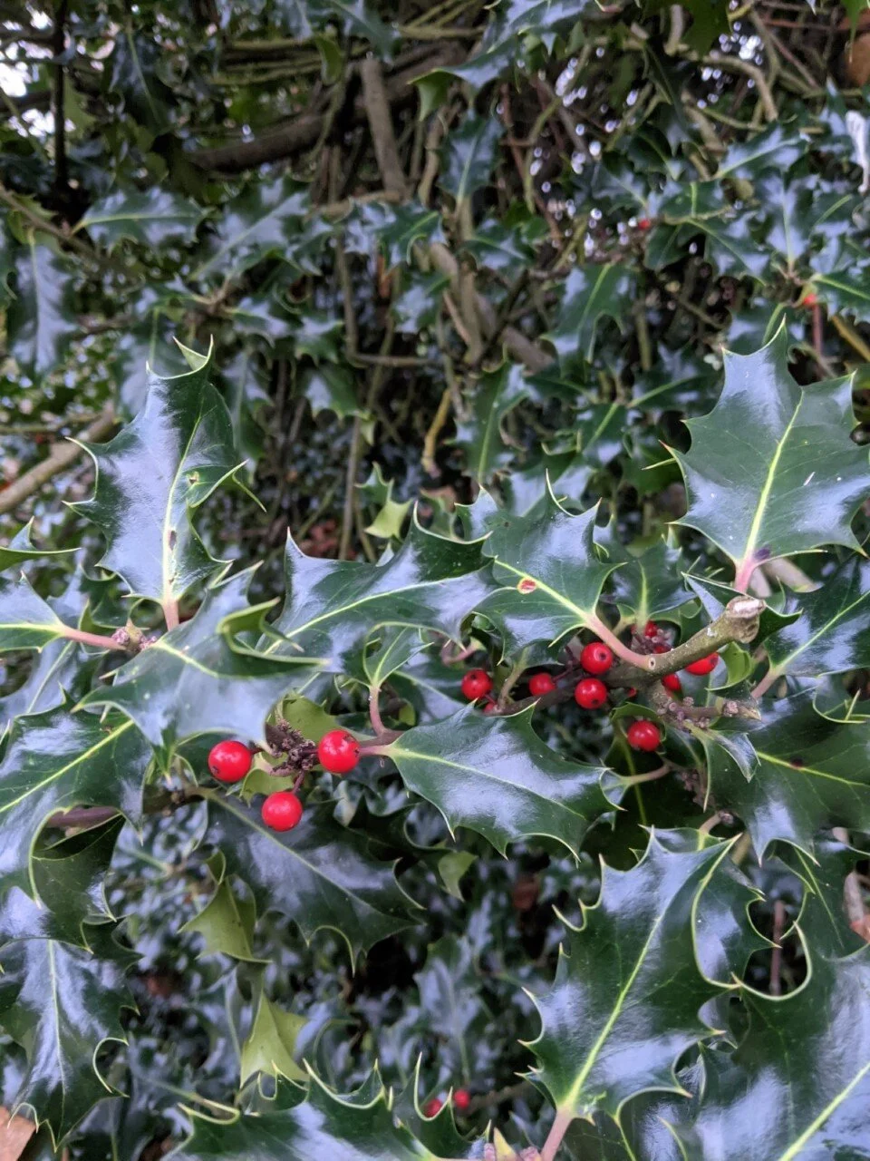 Holly in the Palace Gardens, taken by Rachel Bagnall-Bray this winter