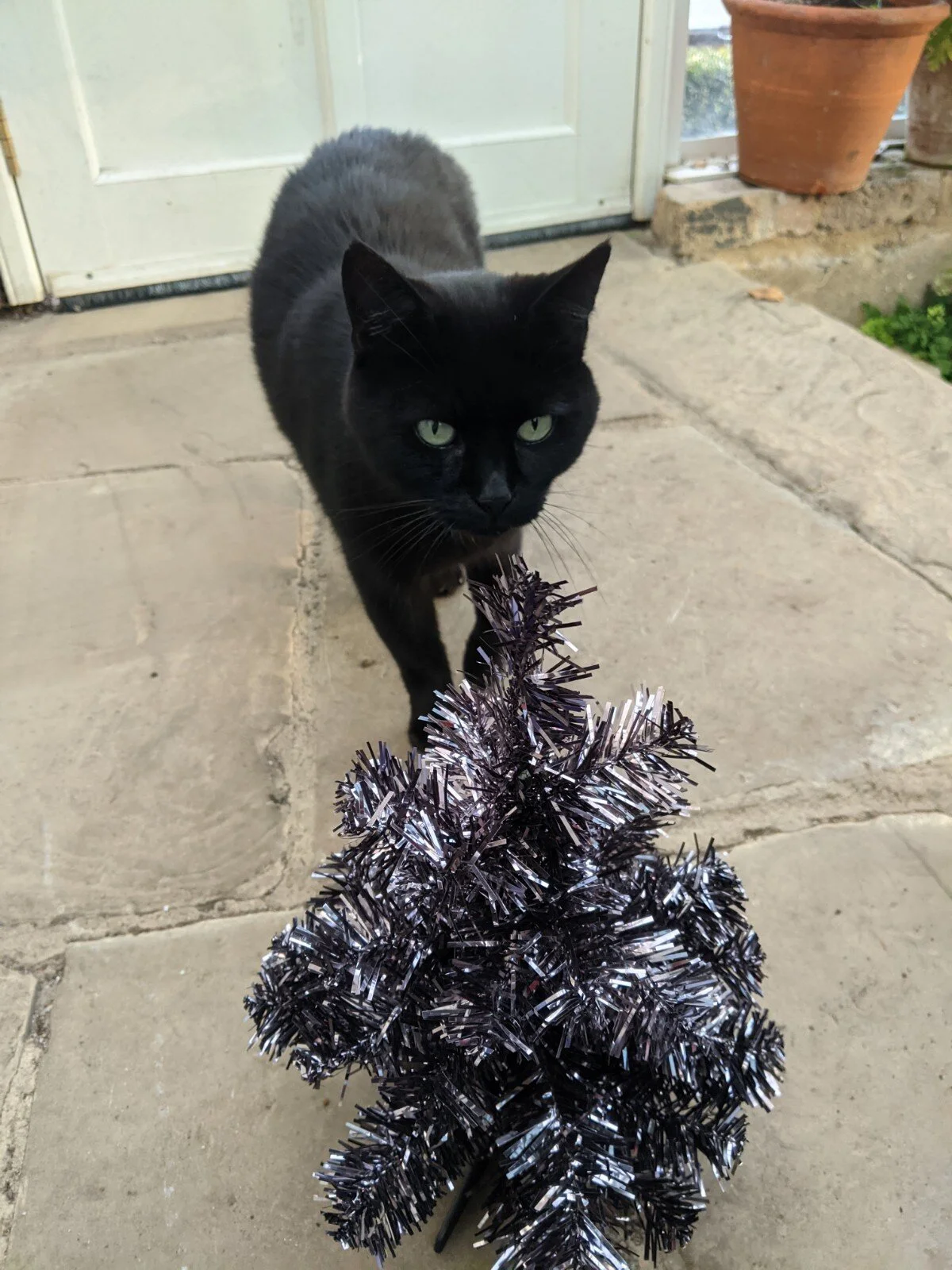 Edmund creeping around the Christmas tree.jpg