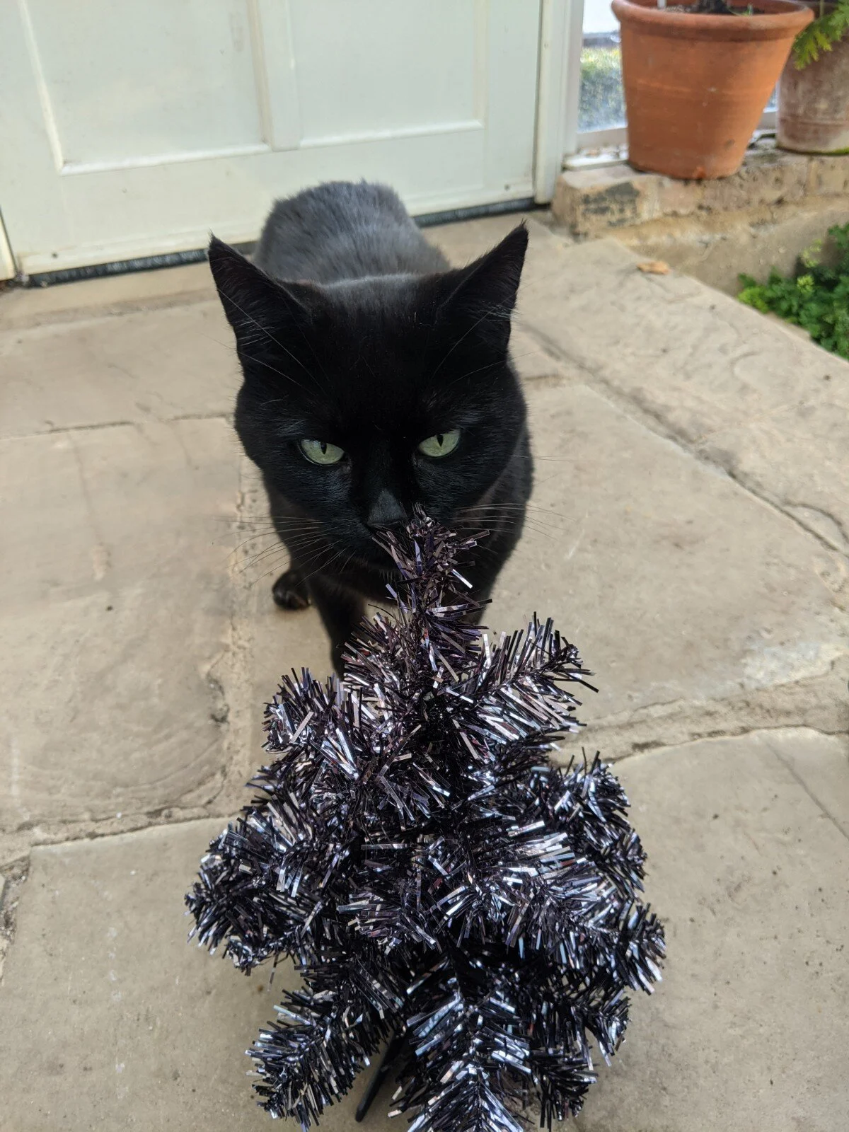Edmund tree curious.jpg