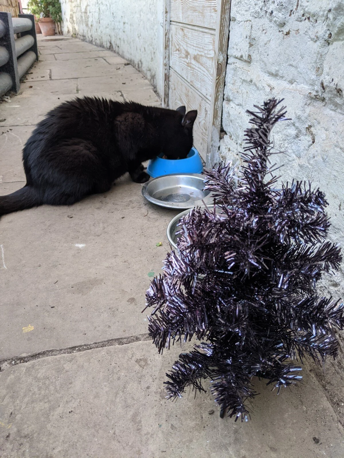 Festive feast for Edmund.jpg