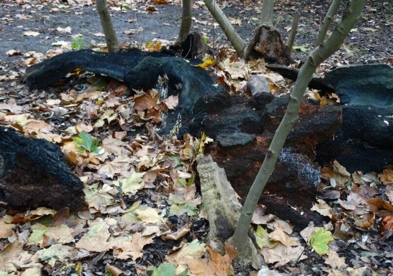 The ashes of the trunk after the fire.