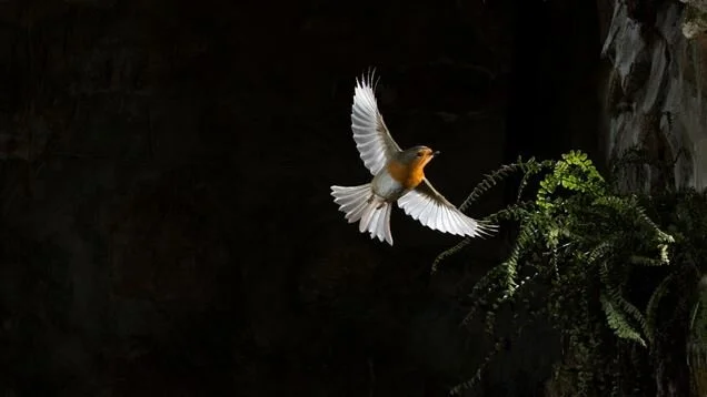 Robin in flight, RSPB