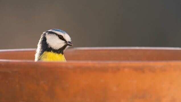 Blue tit in a flower pot, RSPB