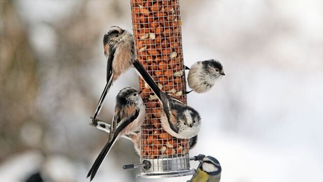 Long tailed tits and blue tit on feeder, RSPB