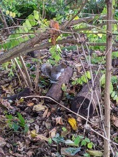A squirrel enjoying his ivy surroundings