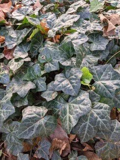 Ivy was considered a talisman in many parts of Europe to guard cattle from evil and ensure fertility and plentiful yields of milk.
