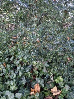 Ivy and holly. Another name for Holm oak (Quercus ilex) is Holly oak. Holm is a West Country dialect word for holly!